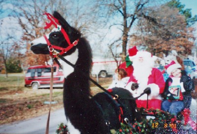 Llama Pulling Cart