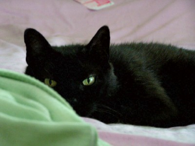 Dusty, Cat